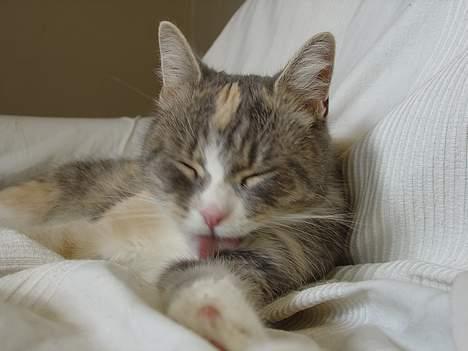 Blanding af racer Tove (missemor) - Vaske dag. billede 6