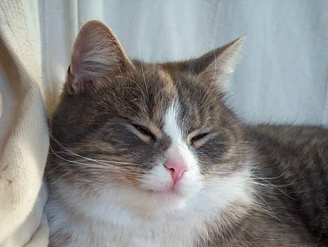 Blanding af racer Tove (missemor) - Træt igen. billede 7