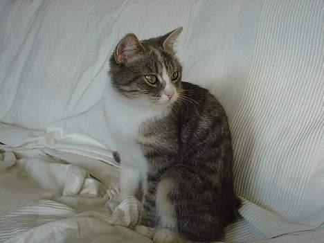 Blanding af racer Tove (missemor) - Sidder lige her. billede 8