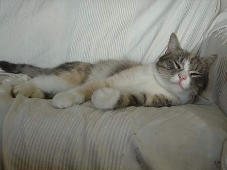 Blanding af racer Tove (missemor) - Slapper. billede 9