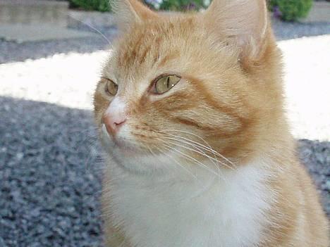 Huskat Trille <,3 - Trille min dejlige kat <3   Den 7 juni 2oo6 billede 1