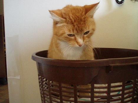 Huskat Trille <,3 - Jeg er beskidt - jeg skal vist i vaskemaskien ?? ?   den 2 Juni 2oo6 billede 2