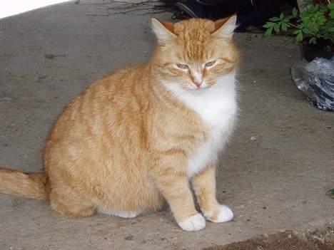 Huskat Trille <,3 - - Igen hende <,3    den 15-arpil-2oo6 billede 3