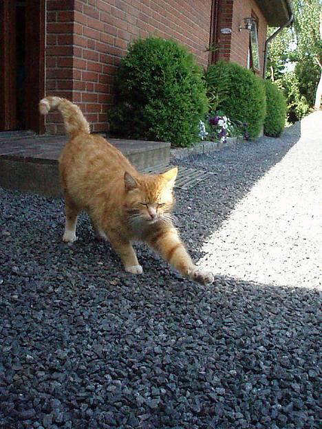 Huskat Trille <,3 - Er lige kommet ud, efter at ha sovet i LANGGG tid...   den 7 juni 2oo6 billede 4