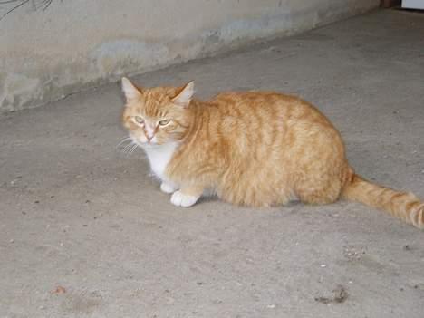 Huskat Trille <,3 - - hende den smukke  igen..........           taget 15-arpil-2oo6 billede 5