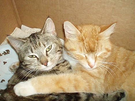 Huskat Trille <,3 - trille ligger og holder og Berta..  trille ligger ned ved Berta og de små misser :)  billede 6