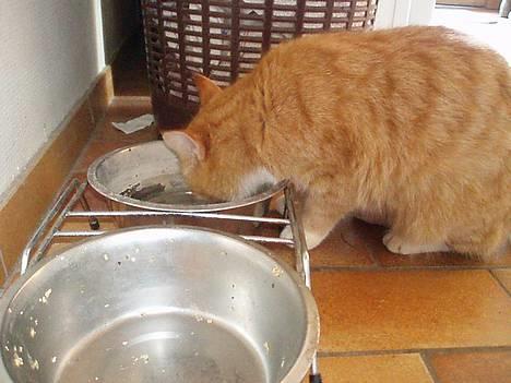 Huskat Trille <,3 - Skal lige havde noget vand fra hunde-skulen...   den 7 juni 2oo6 billede 7