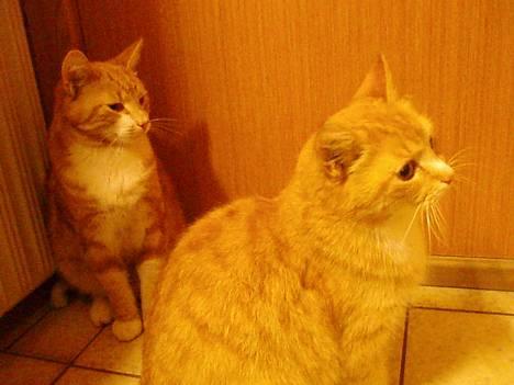 Huskat Trille <,3 - gaffe og trille .. <3 billede 8