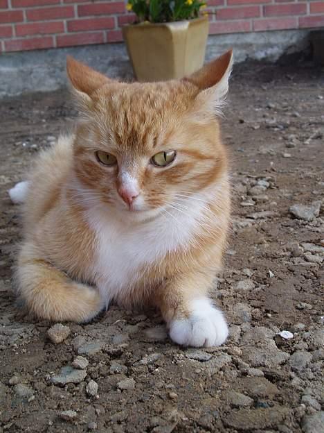 Huskat Trille <,3 - Nårh... ?? billede 9