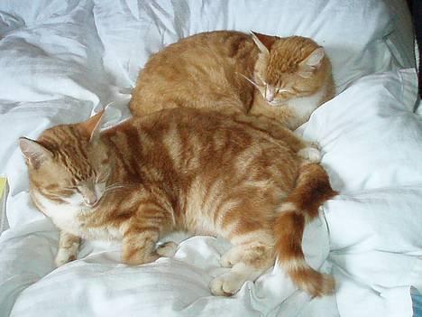 Huskat Trille <,3 - trille i baggrunden . gaffe forst... Mor og søn....  2oo6 billede 10