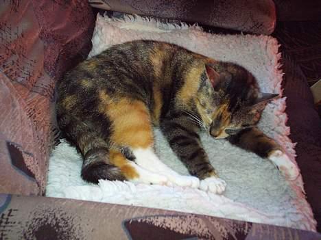 Blanding af racer Gibbi - Endelig fred og ro! billede 3