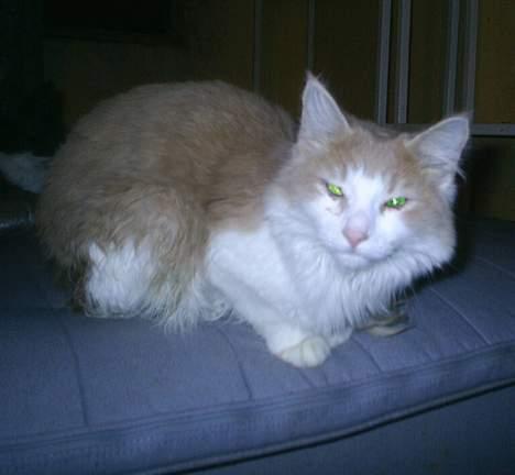 Huskat Perle billede 13