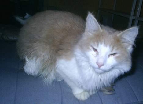 Huskat Perle billede 14