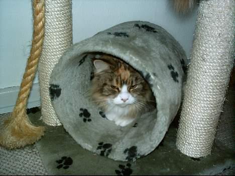 Maine Coon Mon Cherie---død--- - Mon de kan se mig, hvis jeg gemmer mig her? billede 9