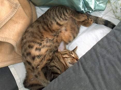 Blanding af racer Tarzan - Jeg ligger rigtig godt..... billede 13