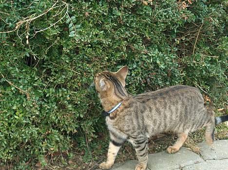 Blanding af racer Tarzan - Dejlig duft af buske. billede 14