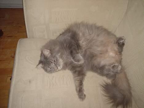 Norsk Skovkat Jaques billede 6