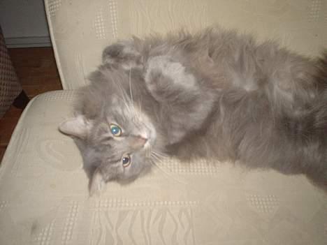 Norsk Skovkat Jaques billede 7