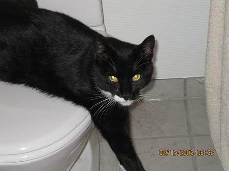Huskat cosmo - elsker og ligge på toilettet mens far er i bad... billede 11