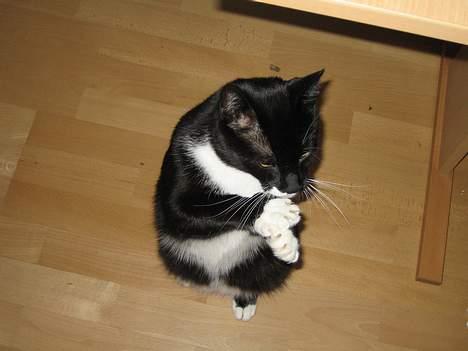 Huskat cosmo - se mig... kan sidde som et egern billede 12