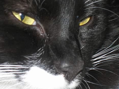 Huskat cosmo - er jeg ikk bare skøn???? billede 13