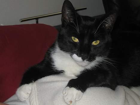 Huskat cosmo - tager lige en slapper på mor... billede 14