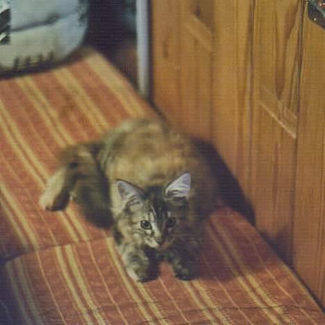 Maine Coon 'Cirkeline' - Hvil i Fred - Som Killing..! R hun ikk nuttet!? billede 9