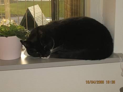 Huskat cosmo - ligger og nyder livet i solen... billede 15