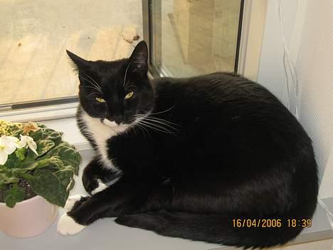 Huskat cosmo - øv far du vækkede mig.... billede 16