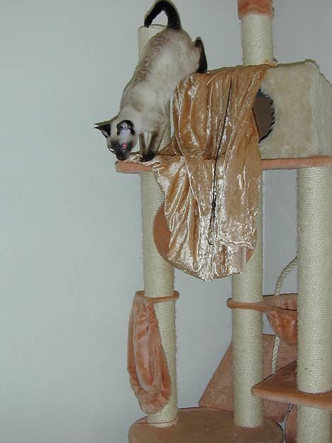 Blanding af racer Rexhåret Siameser-Bella billede 10