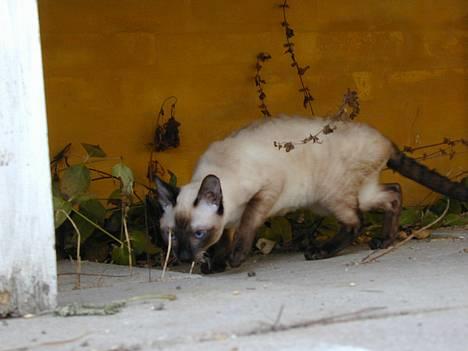 Blanding af racer Rexhåret Siameser-Bella - Jubii en tissemyre,den vil lege*s* billede 11