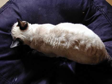 Blanding af racer Rexhåret Siameser-Bella - blød bølget og bare dejlig billede 12