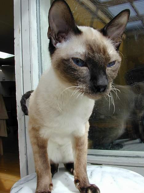 Blanding af racer Rexhåret Siameser-Bella billede 13