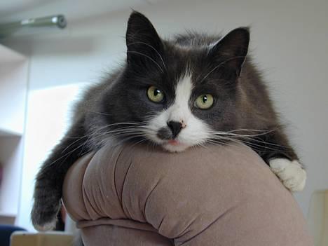 Blanding af racer Jogge billede 9