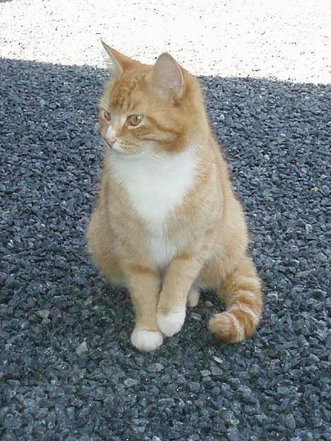 Huskat Trille <,3 - Sider lige i skyggen og kigger ..... den 7 juni 2oo6  billede 11