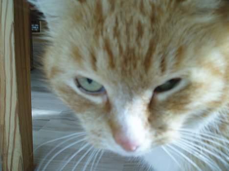 Huskat Trille <,3 - Nær billede af Trille. <,3 heh.. billede 12