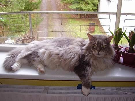 Maine Coon ( big ) DØD *R.i.p* billede 1