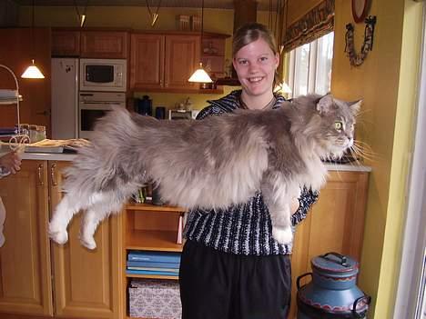 Maine Coon ( big ) DØD *R.i.p* billede 2