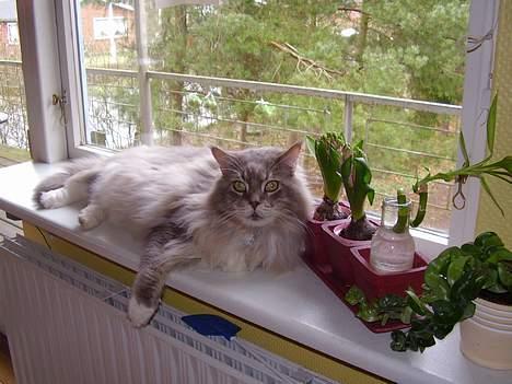 Maine Coon ( big ) DØD *R.i.p* billede 3