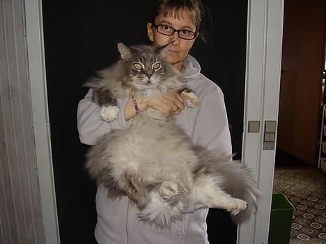 Maine Coon ( big ) DØD *R.i.p* billede 5