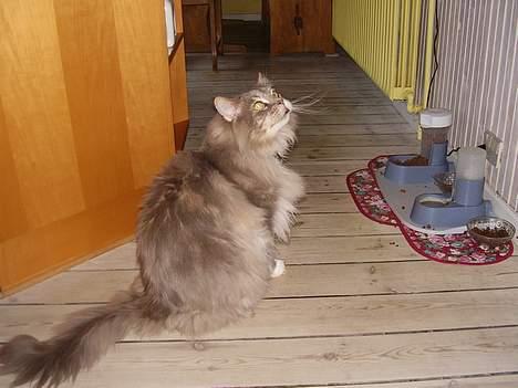 Maine Coon ( big ) DØD *R.i.p* billede 7