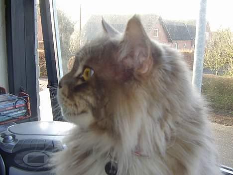 Maine Coon ( big ) DØD *R.i.p* billede 8