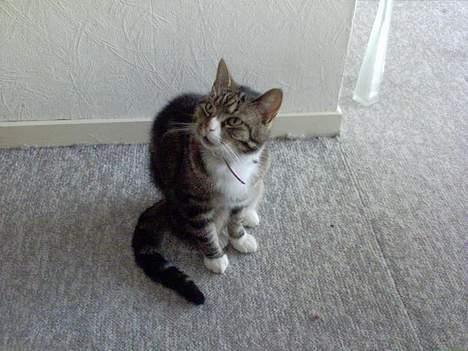 Huskat OLIVER 'GULLE' - - Jeg kan da også være bedårende, tag ikke fejl af det! :} billede 2