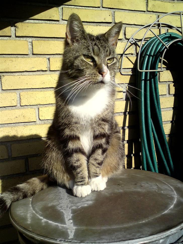 Huskat OLIVER 'GULLE' - Nyt! På et af mine sjove sidde steder (: billede 3