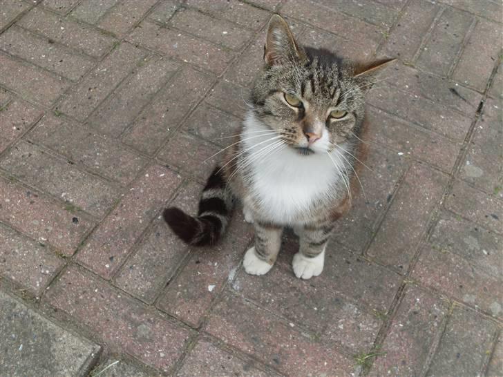 Huskat OLIVER 'GULLE' - - Oliver ´ . billede 4