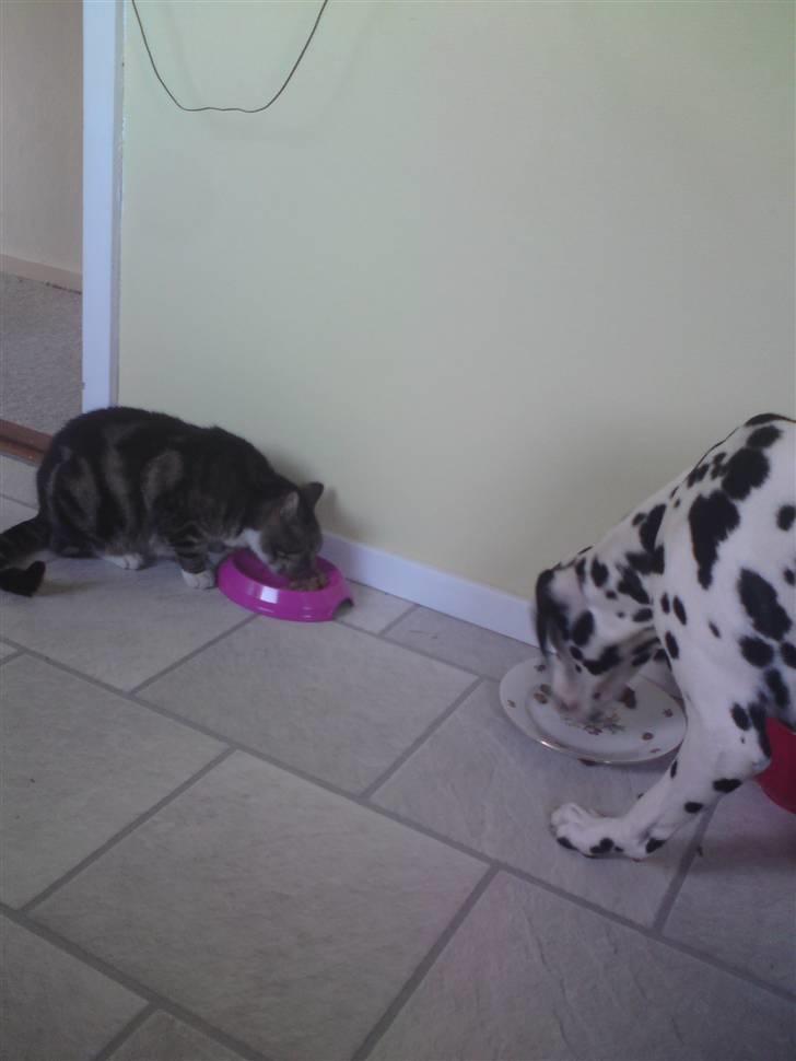 Huskat OLIVER 'GULLE' - Nyt! Oliver og min hund Emma, som er blevet godt sultne ;D. billede 5