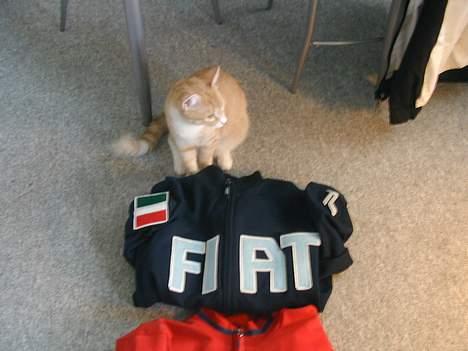 Huskat Rita (misse lange hale) - Min far og mor er helt tosset med fiat. billede 16