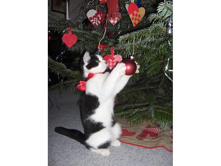 Huskat Sniffer - Han var MEGET besat af vores julekugler, og det endte med at han kravlede helt op i juletræet og sad oppe ved stjernen.. Tossede mis! billede 1