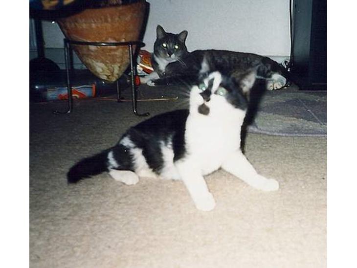 {{currentPhoto.altText}} billede {{currentPhoto.number}}