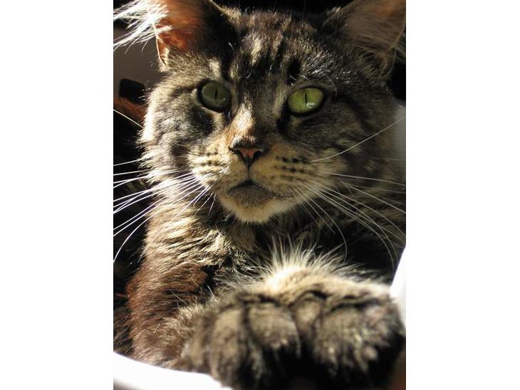 {{currentPhoto.altText}} billede {{currentPhoto.number}}